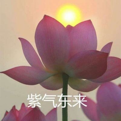 汤姆猫战营国际版下载